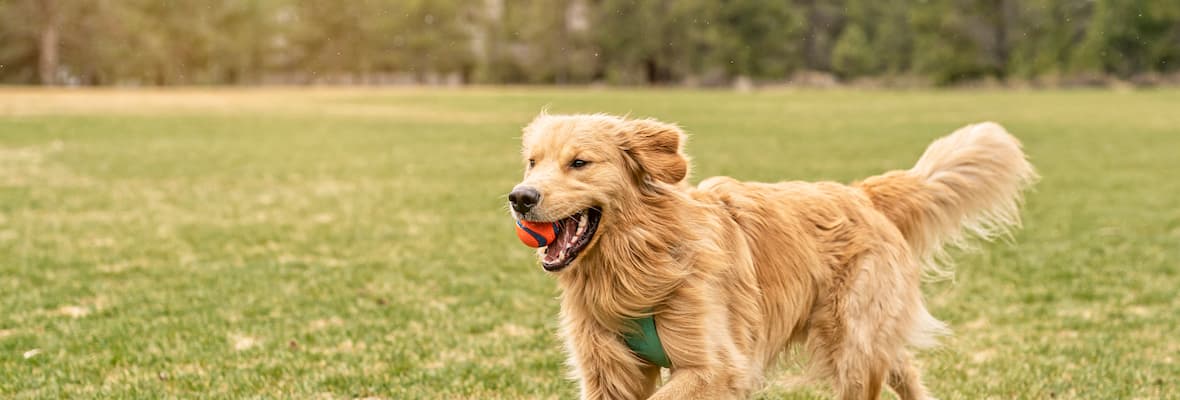 How much exercise does my dog need?